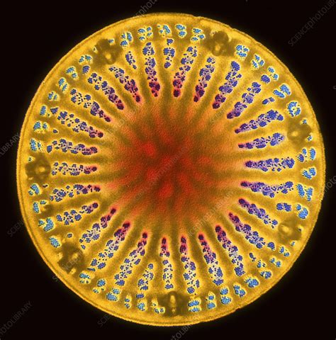 Diatom - Stock Image - B305/0101 - Science Photo Library