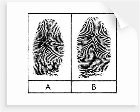 fun animal in: Do Twins Have Identical Fingerprints