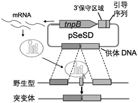 基于微型RNA引导核酸酶TnpB的基因编辑载体系统及其构建方法和应用_2