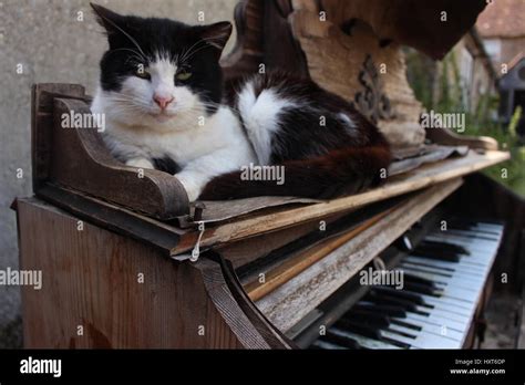 Cat sleeping on piano in the garden on a sunny day Stock Photo - Alamy