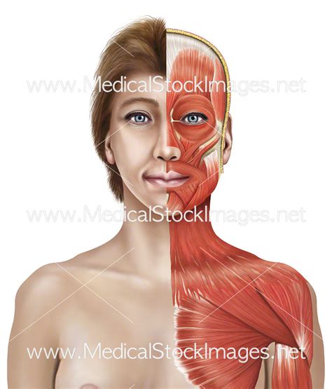 Female Chest Anatomy Diagram