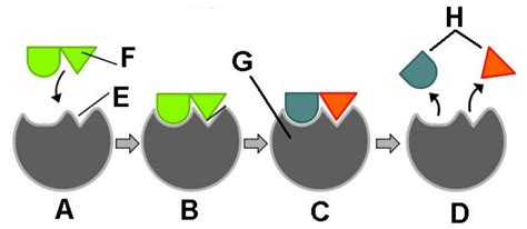 Given a diagram, label: enzyme, substrate, product, active site Unit 7 ...