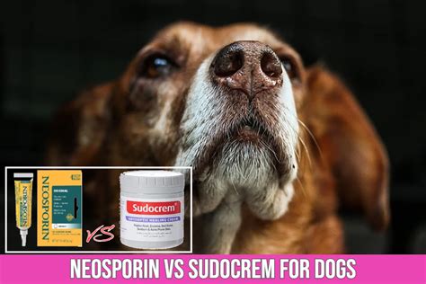 Neosporin Vs Sudocrem for Dogs Wounds, Burns & Skin Injuries