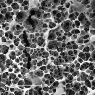 Typical membrane structure of the porous architecture evidenced through... | Download Scientific ...