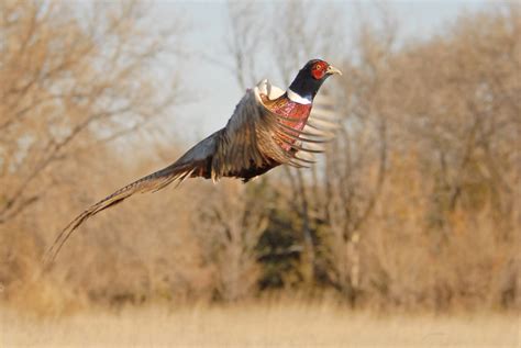 Pheasant Hunting Wallpaper - WallpaperSafari