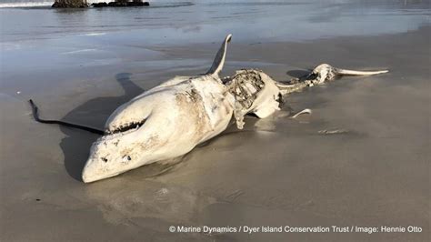 Diese Geschichte Über Killer-Wale Essen, Great White Sharks Ist im Grunde ein Horror-Film Jetzt ...