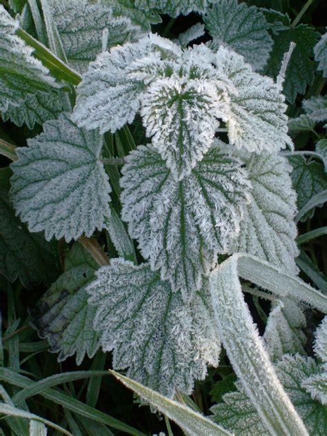 Frost | Freezing Temperatures, Sublimation & Effects on Plants | Britannica