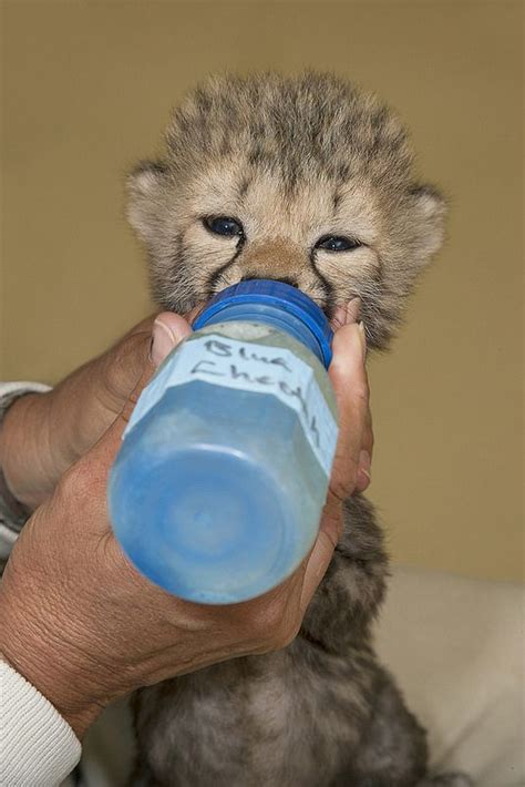 Bottle Feeding Cheetah Cubs | Cute baby animals, Baby animals, Cute funny animals