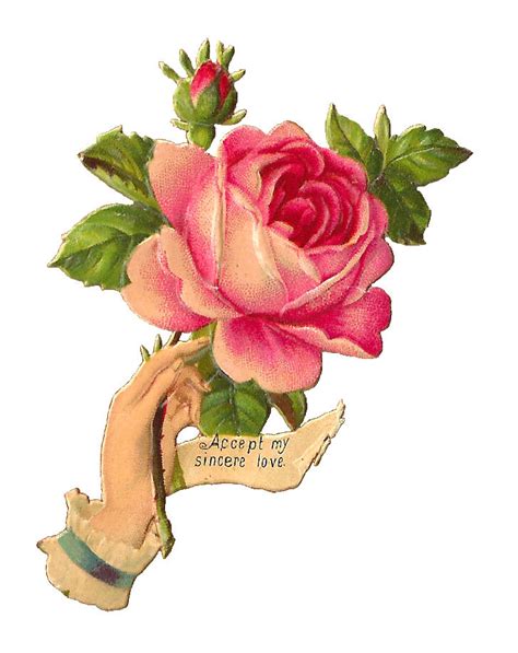 Antique Images: Free Pink Rose Illustration: Antique, Victorian Scrap ...