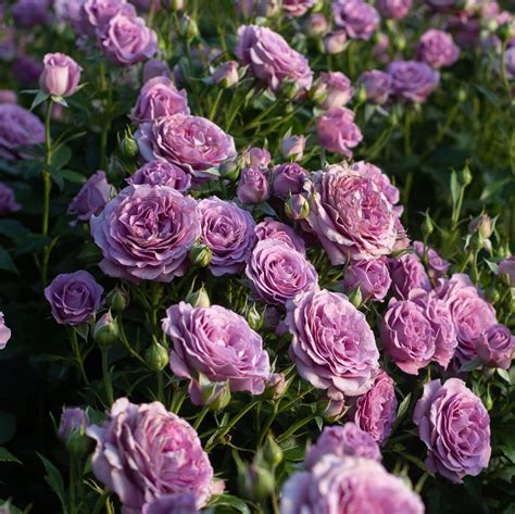 Purple Roses Meaning: A Comprehensive Guide - SONG OF ROSES