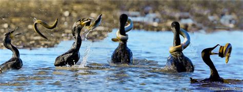 10 Facts About Kapiti Island - World's Facts