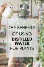 The Benefits of Using Distilled Water for Plants - keep your plants alive