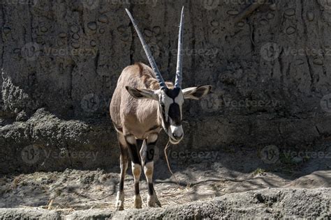 Oryx african antelope portrait 17409732 Stock Photo at Vecteezy