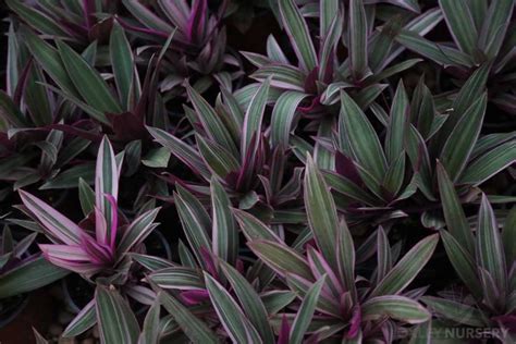 Rhoeo - Tradescantia spathacea - Plant Profile - Oxley Nursery