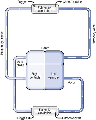 THE PULMONARY CIRCULATION: BRINGING BLOOD AND GAS TOGETHER | Thoracic Key