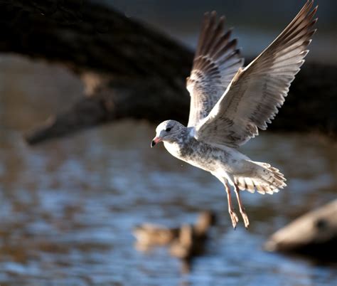 Gull at Strathcona Park, Ottawa | DSC_1209gull Strathcona Pa… | Flickr