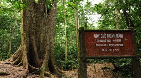 Cuc Phuong National Park - Trang An Grottoes Tour: Ninh Binh Excursion - Ninh Binh Boat Trip Day ...