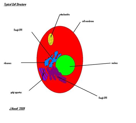 32 Red Blood Cell Label - Label Design Ideas 2020