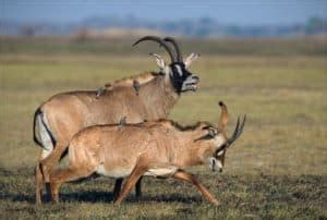 Roan Antelope Fun Facts: Africa’s Fearless Savanna Survivor