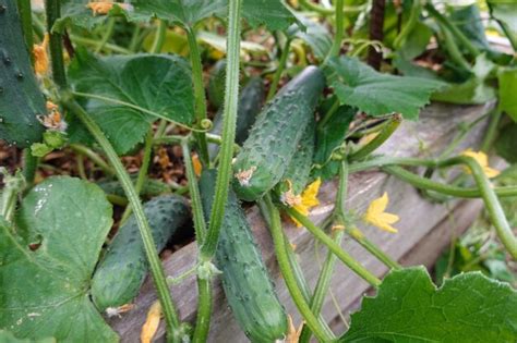 Premium Photo | Cucumber harvest summer harvest collect fruits from the backyard garden ...