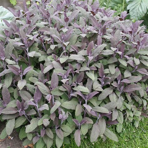 Buy purple sage / Salvia officinalis 'Purpurascens' Salvia officinalis ...