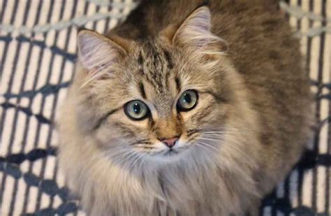 The Maine Coon Persian Mix (What You Need To Know) - Maine Coon Expert