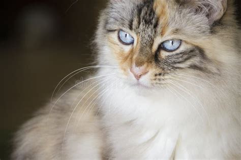 Blue Eyed Turkish Angora Cat Stock Photo - Image of stripes, dark ...