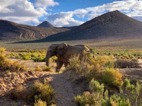 Aquila Private Game Reserve - Day Trip Safari (Cape Town Central) - 2019 All You Need to Know ...