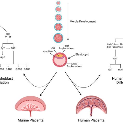 Lineage tracing of trophoblast differentiation. From the polar... | Download Scientific Diagram