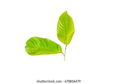 White Meranti Leaves Isolated On White Stock Photo 678836479 | Shutterstock