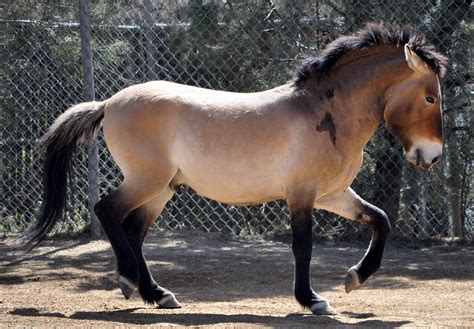 Braymere Custom Saddlery: Mongolian Wild Horses