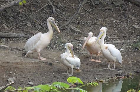 Burung Pelican Putih Besar - Foto gratis di Pixabay