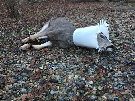 Wildlife officer removes plastic ring stuck around deers head | WBFF