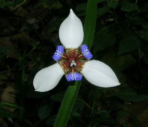 File:Lily flower.jpg - Wikipedia