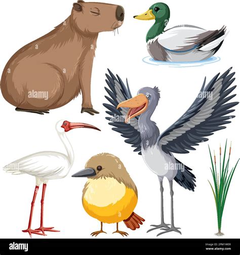 Various Wetland Animals Collection illustration Stock Vector Image ...