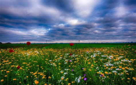 Summer Landscape, Meadow With Flowers Of Herbs Blue Sky With White ...