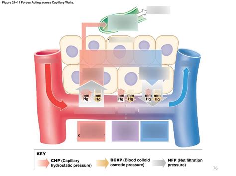 forces acting across capillary walls Diagram | Quizlet