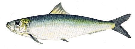 European pilchard - Alchetron, The Free Social Encyclopedia