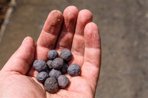 Iron Ore Taconite Pellets in a Worker Hand Stock Photo - Image of ...