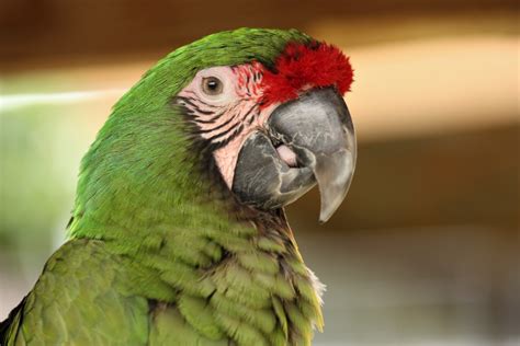 Military Macaw Portrait Free Stock Photo - Public Domain Pictures
