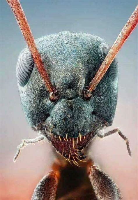 Ant face zoomed in! so cute. - 9GAG