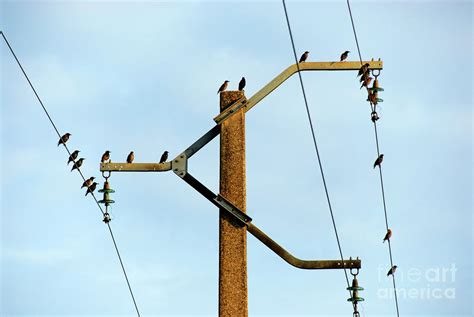 Birds on power line Photograph by Sami Sarkis - Pixels