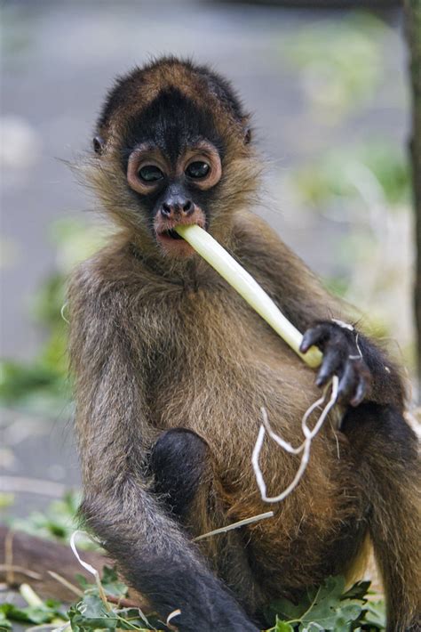 Baby spider monkey eating leek - a photo on Flickriver