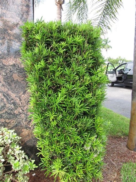 Compact Yew Pine aka Podocarpus macrophyllus 'Maki' Live Plant Fit 1 Gallon Pot - Plants ...