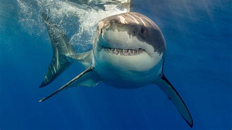 Shark attack at 'deadliest beach in America' sees surfer bitten by beast and left with serious ...