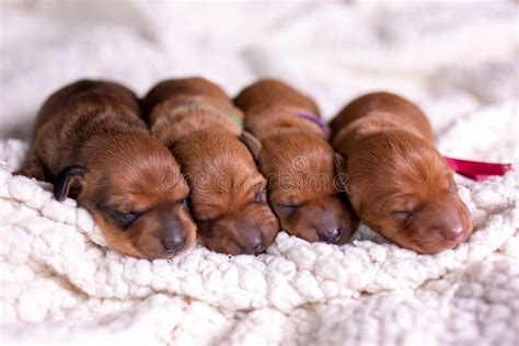 Four Newborn Dachshund Puppies in a Row Stock Image - Image of luxury ...