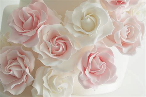 🔥 [26+] Pink Rose White Backgrounds | WallpaperSafari