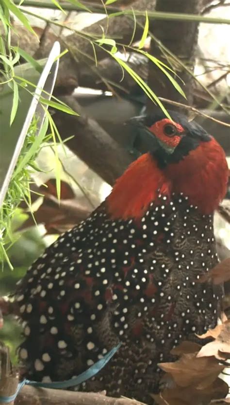 The Western Tragopan: A Colorful and Elusive Bird of the Himalayas