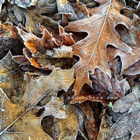 frost on fall leaves - Photos by Amanda Wilson