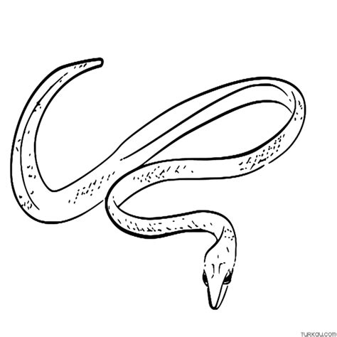 Animal Green Vine Snake Coloring Page » Turkau